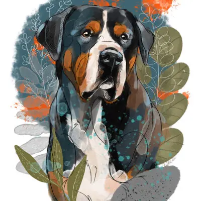 cyfrowy portret rasy- duży szwajcarski pies pasterski