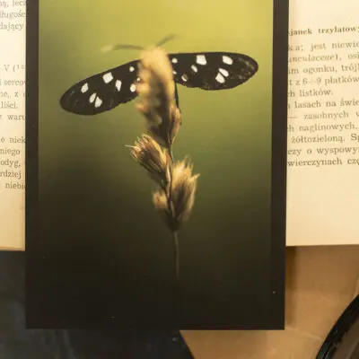 Kartka pocztowa nr 5 seria Robaczki